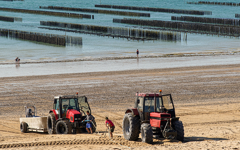 乳山牡蛎的生活习性和养殖管理